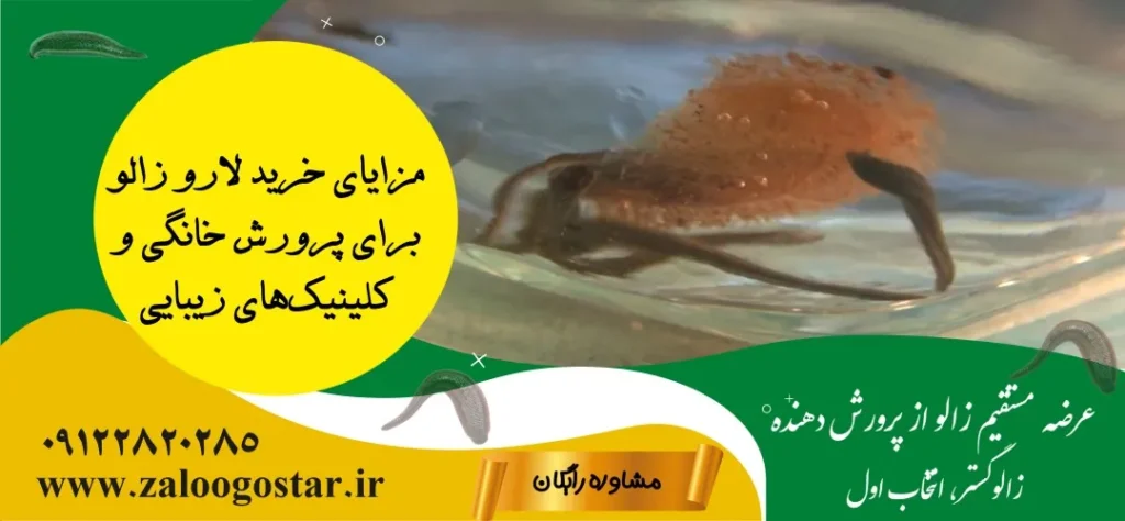 مزایای خرید لارو زالو برای پرورش خانگی و کلینیک‌های زیبایی