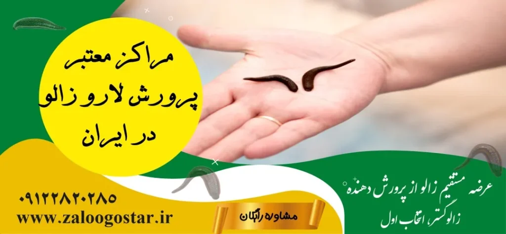 لارو زالو را از کجا تهیه کنیم