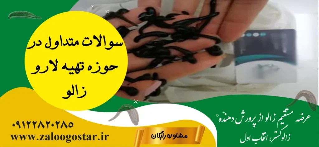 لارو زالو را از کجا تهیه کنیم
