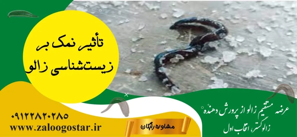 چرا روی زالو نمک میریزند؟