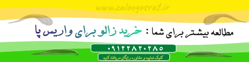 خرید زالو برای واریس پا