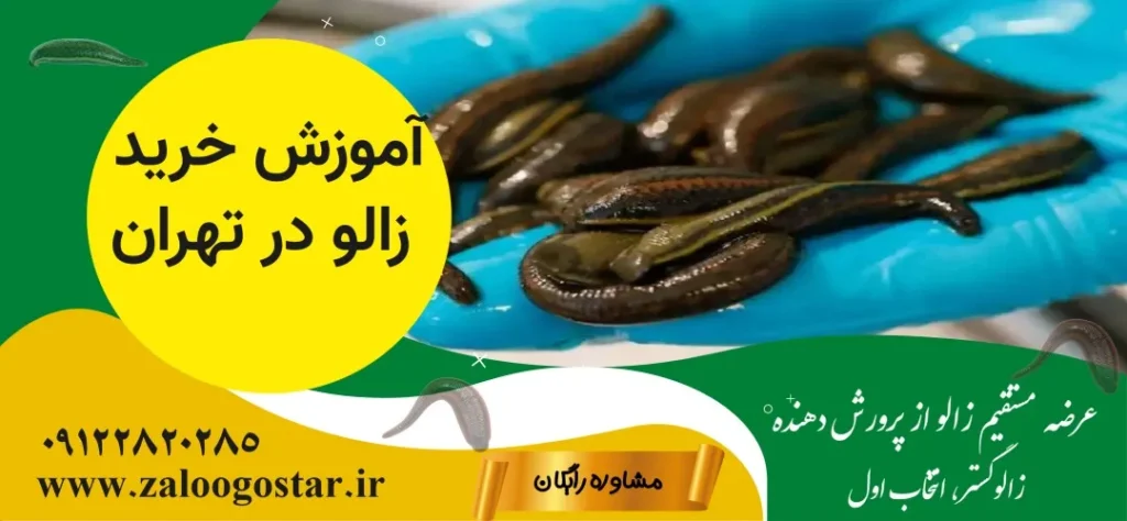 آموزش خرید زالو در تهران
