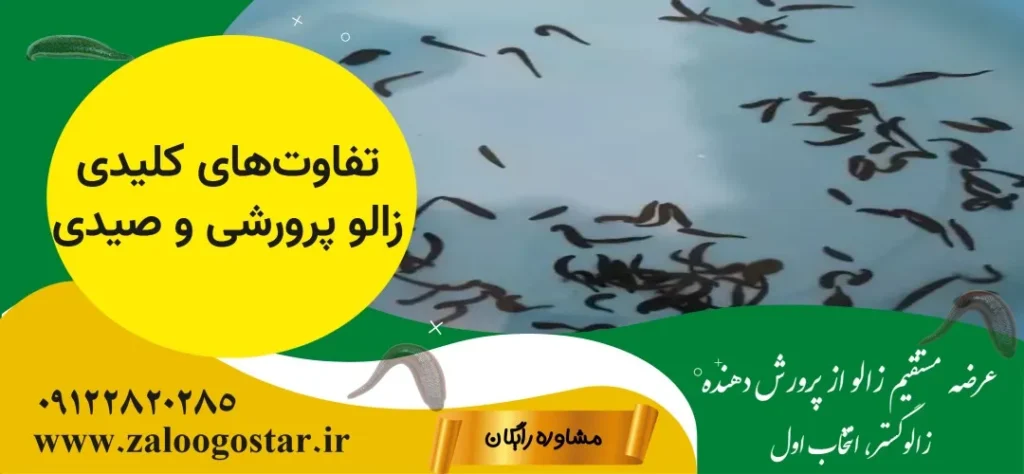 تفاوت زالو پرورشی و صیدی در تهران