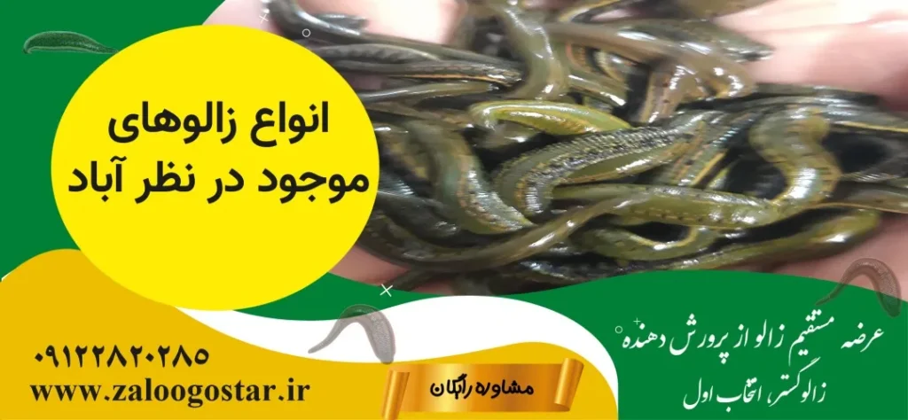 خرید زالو در نظرآباد
