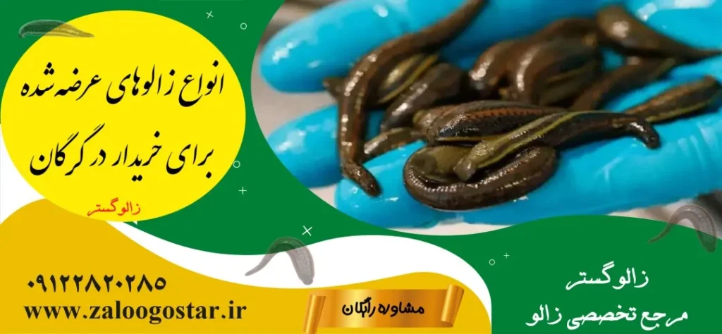 خرید زالو در گرگان