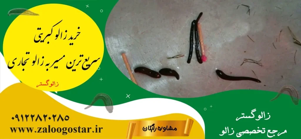 خرید زالو برای پرورش زالو