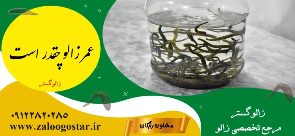 عمر زالو چفدر است