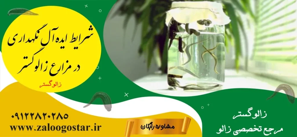 عمر زالو چفدر است