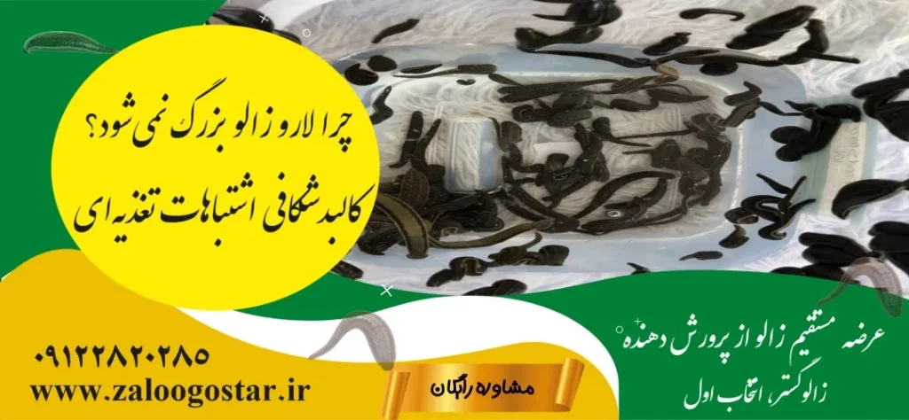 چرا لارو زالو رشد نمیکند