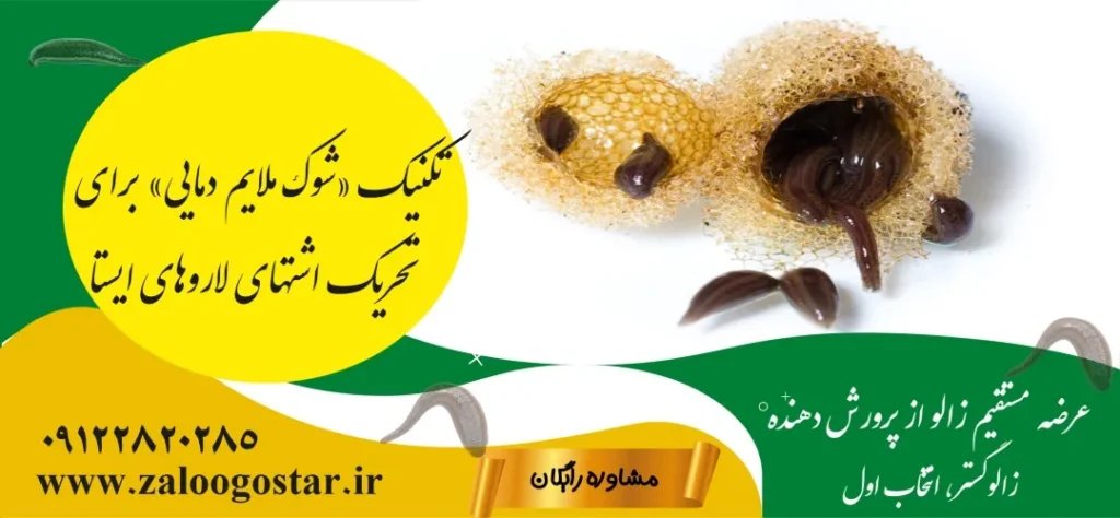 چرا لارو زالو رشد نمیکند