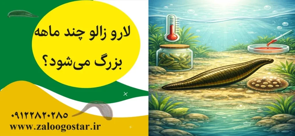 لارو زالو چند ماهه بزرگ می‌شود؟
