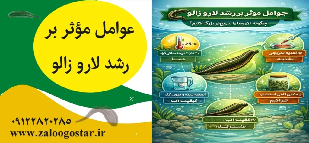 لارو زالو چند ماهه بزرگ می‌شود؟