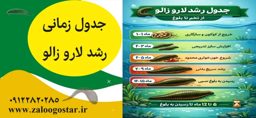 لارو زالو چند ماهه بزرگ می‌شود؟