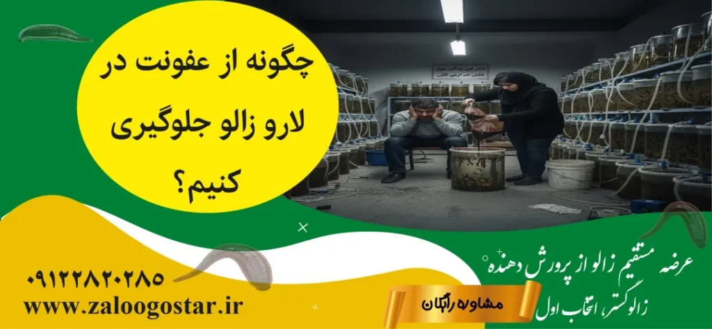 آیا لارو زالو ممکن است عفونت داشته باشد؟