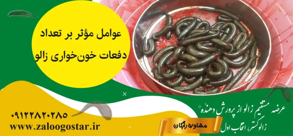 هر زالو چند بار خون میخورد؟ | بررسی علمی، تجربی و کاربردی