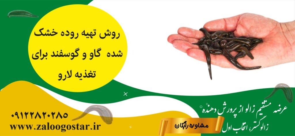 استفاده از روده خشک شده گوسفند برای تغذیه زالو