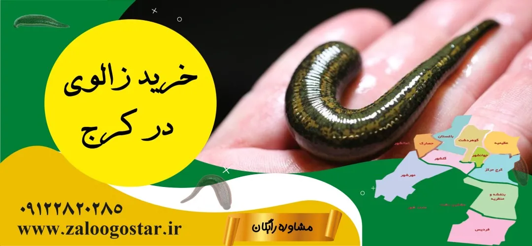 خرید زالو در کرج