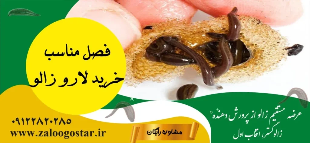 فصل مناسب خرید لارو زالو