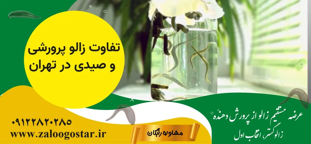 تفاوت زالو پرورشی و صیدی در تهران