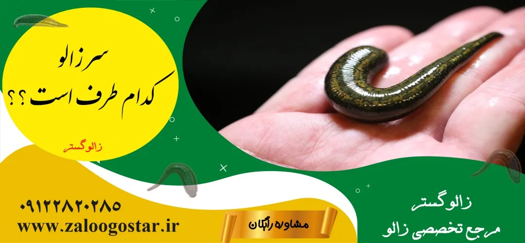 سر زالو کدام طرف است