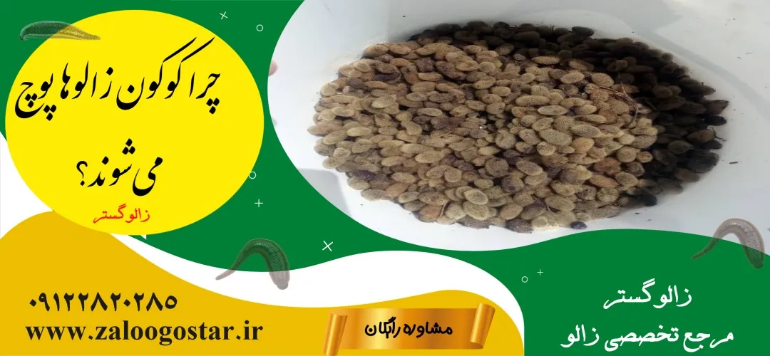 چرا کوکون زالوها پوچ می‌شوند؟