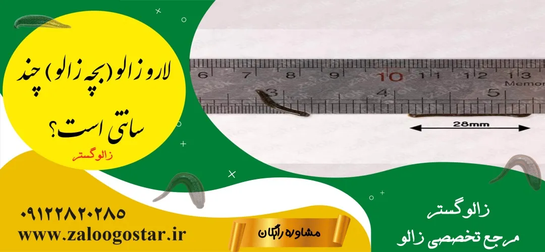 لارو زالو(بچه زالو) چند سانتی است؟