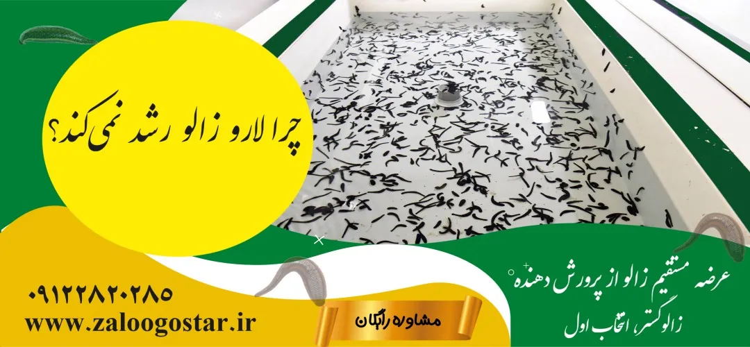 چرا لارو زالو رشد نمی‌کند؟ بررسی جامع علل و راهکارهای طلایی