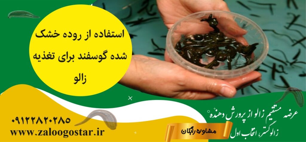 استفاده از روده خشک شده گوسفند برای تغذیه زالو